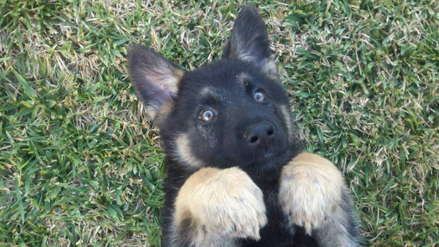 german shepherd wolf