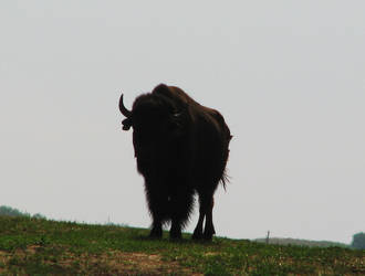 It's a buffalo