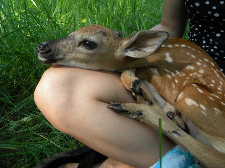 baby deer by rabbitjackie baby deer by rabbitjackie