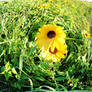 Sunflower Swirl