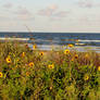 Sunflowers in Surfside