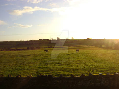 Ireland Early Morning Grazers