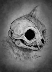 Cat's Skull