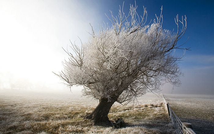 the creepy beautiful tree