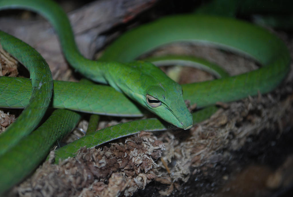 Asian Vine Snake by LayzardKang on DeviantArt