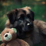 My Dog and His Teddybear 2