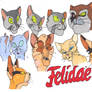 Felidae 1
