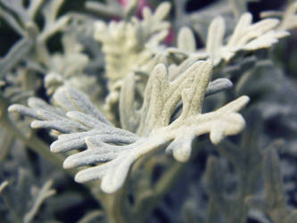 frosted flowers