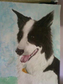 Border Collie Commission