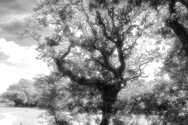 Trees 04 ir st