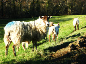 Spring lambs