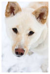 Snow Sami by ewm