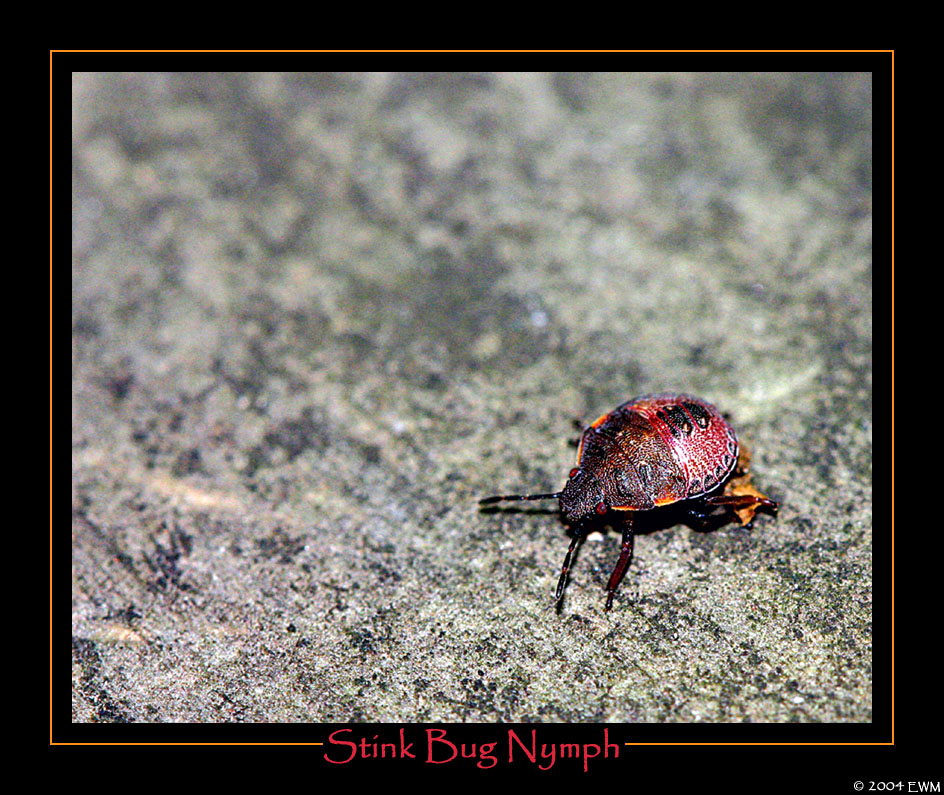 Stink Bug Nymph