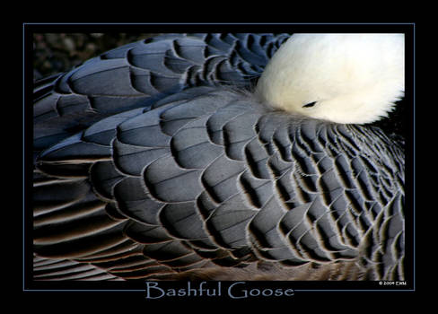 Bashful Goose