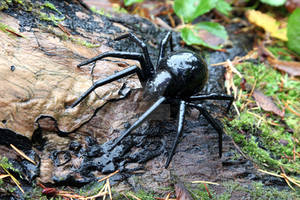 Wild 3D Printed Spider