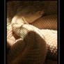 Neotropical Rattlesnake