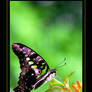 Tailed Jay