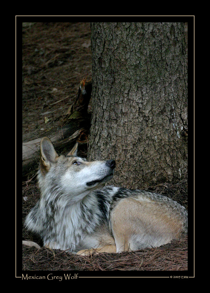 Mexican Grey Wolf