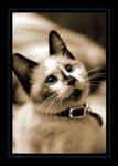 Calista by ewm
