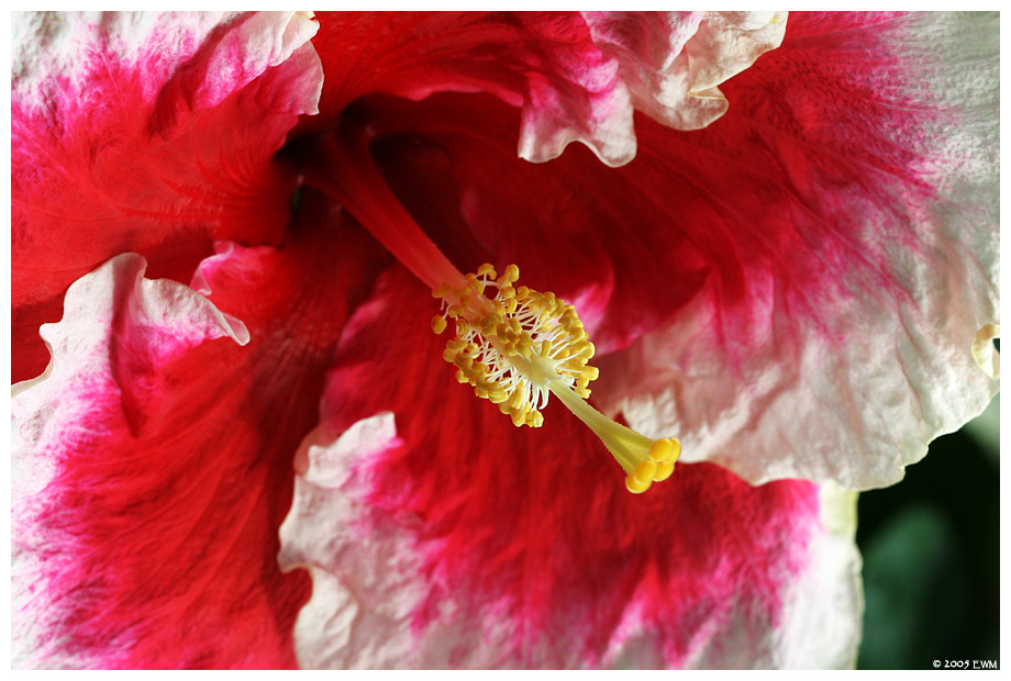 Red White Hibiscus