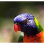 Swainsons Lorikeet