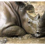 Mud Bath