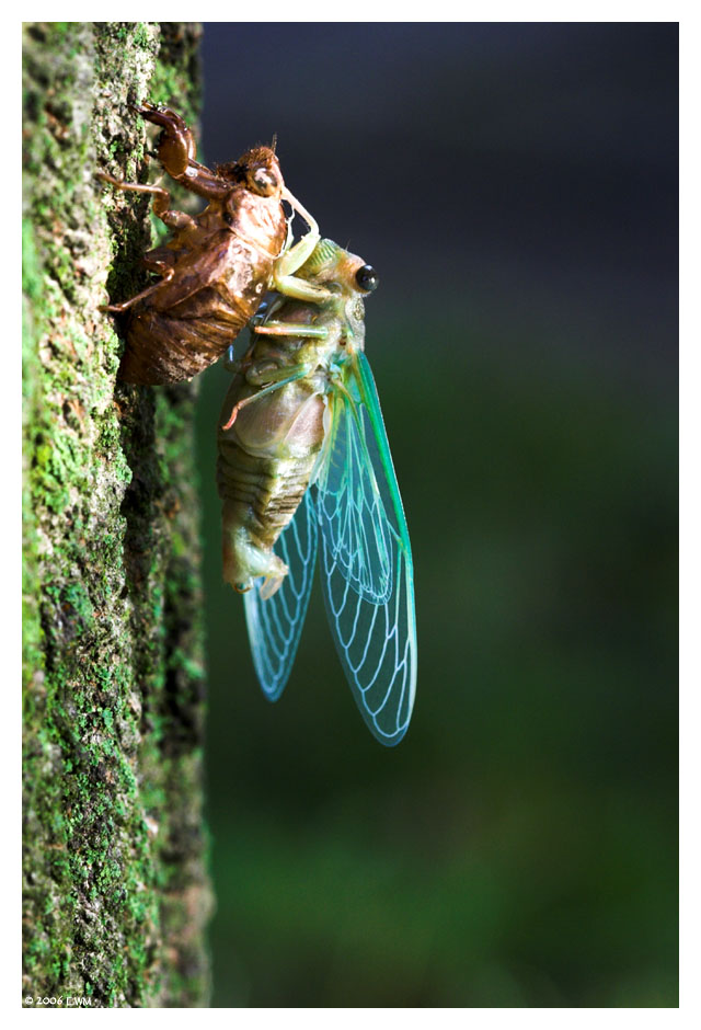 Hatching Cicada