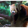 Relaxed Red Panda