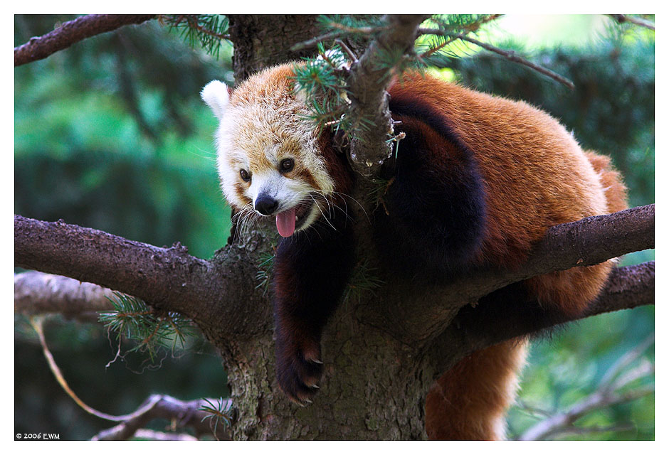 Relaxed Red Panda