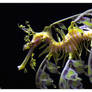 Leafy Sea Dragon