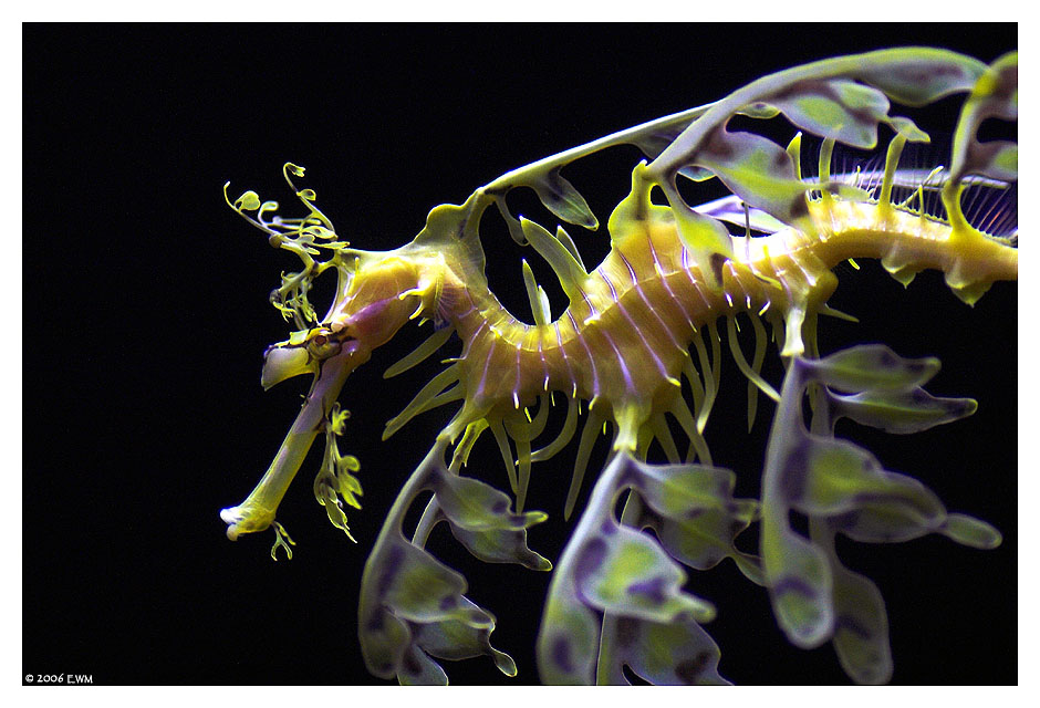 Leafy Sea Dragon