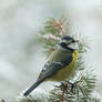 Blue Tit - realy near