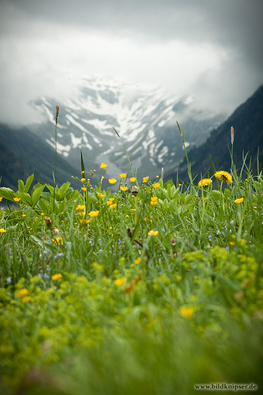 alpine meadow