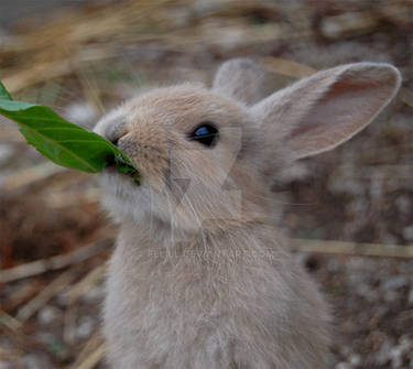 Baby bunny eating leaves