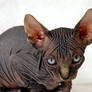 Dark sphynxkitten