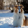 Rozz the borzoi