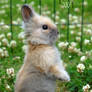 Baby Bunny 1