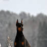 The pride of a Doberman