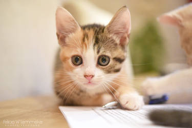 Homework kitten