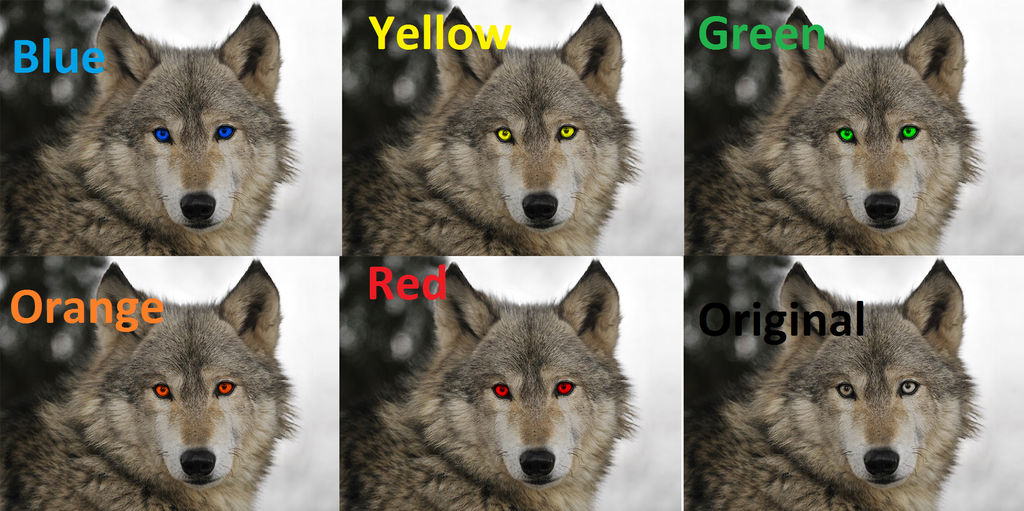 What Is A Rare Eye Color For Wolves?