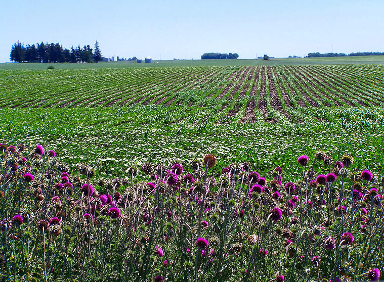 Spring in Iowa by NorseValhalla on DeviantArt