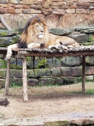 King of the Jungle