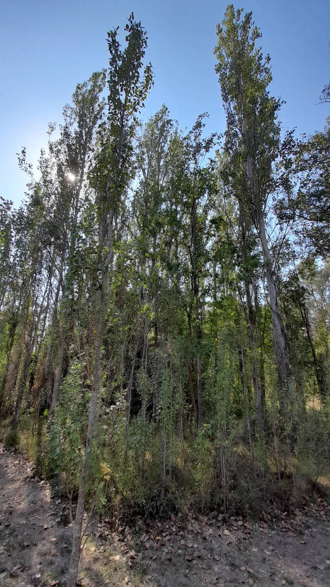 Los robles by Abrahamstick0 on DeviantArt