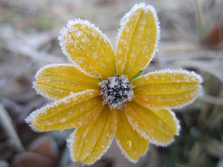 My frozen daisy