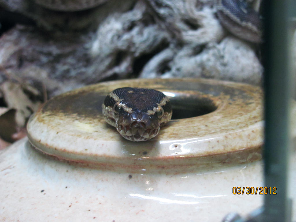 Ball Python by TwilightObsessed522 on DeviantArt