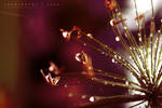 Rainy Season_Water Drops 8 by Aschiontry