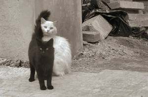black cat white cat