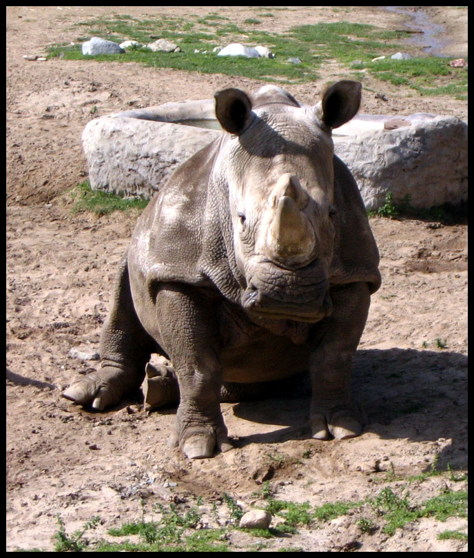 White Rhino pt. 1