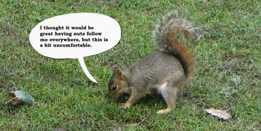 Squirrel Commentary