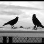 Bodega Bay Crows